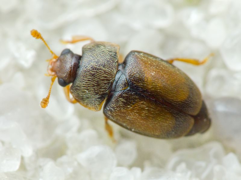 Nitidulidae Latreille, 1802